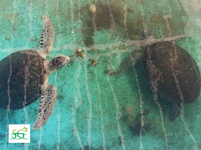 Tham quan khu bảo tồn rùa biển tại Hang Rái